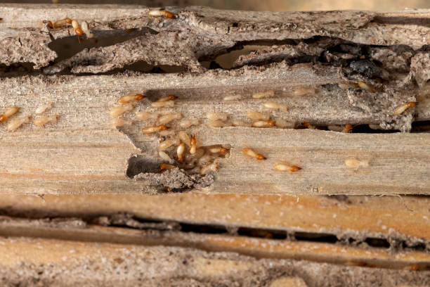 Pest Prevention Services in Mays Chapel, MD